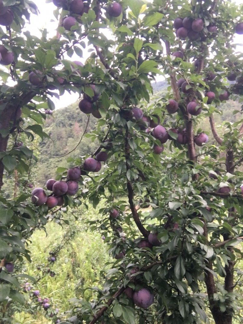 黑霸王李子
