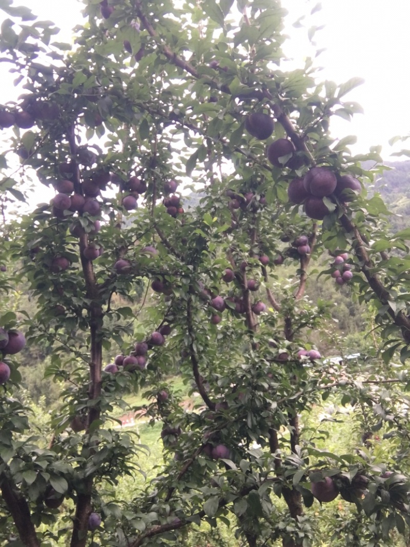 黑霸王李子