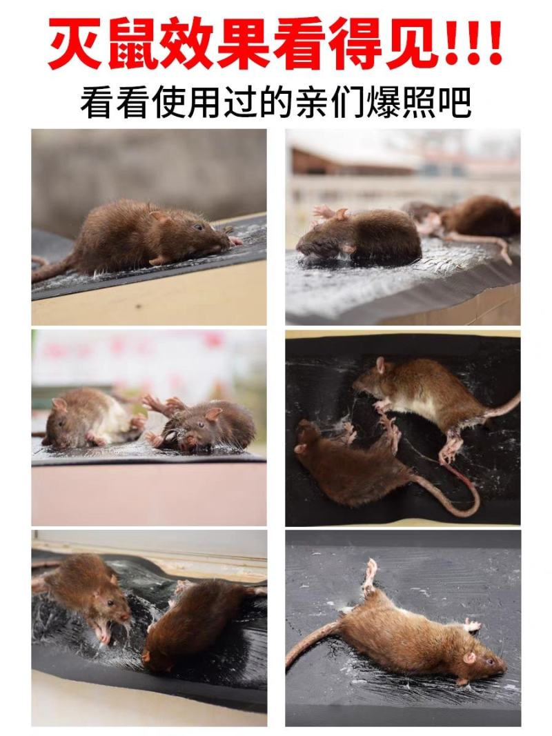 老鼠贴强力粘鼠板超强家用沾胶灭鼠捕鼠神器抓捉大老鼠一窝正