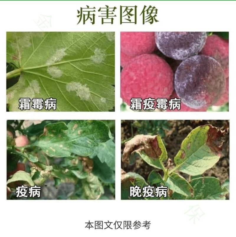 上海悦联25%甲霜灵霜霉威黄瓜霜霉病葡萄早晚疫病杀菌剂