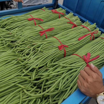 精品长豆角