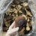 【灵芝】长白山松杉灵芝白心白肉一手货源稳定供货