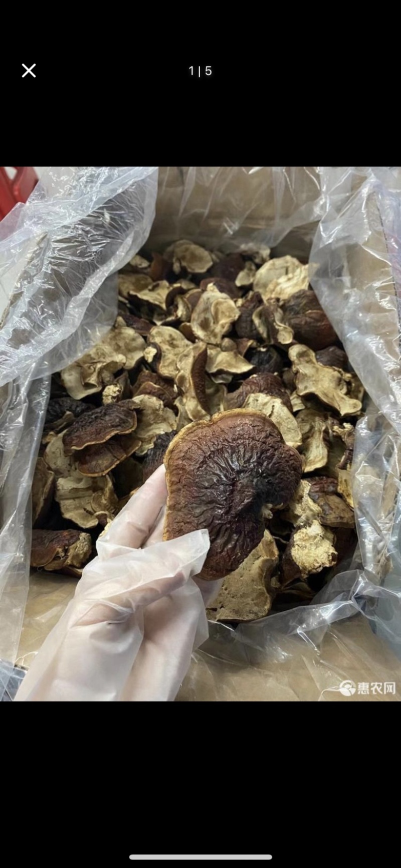 【灵芝】长白山松杉灵芝白心白肉一手货源稳定供货