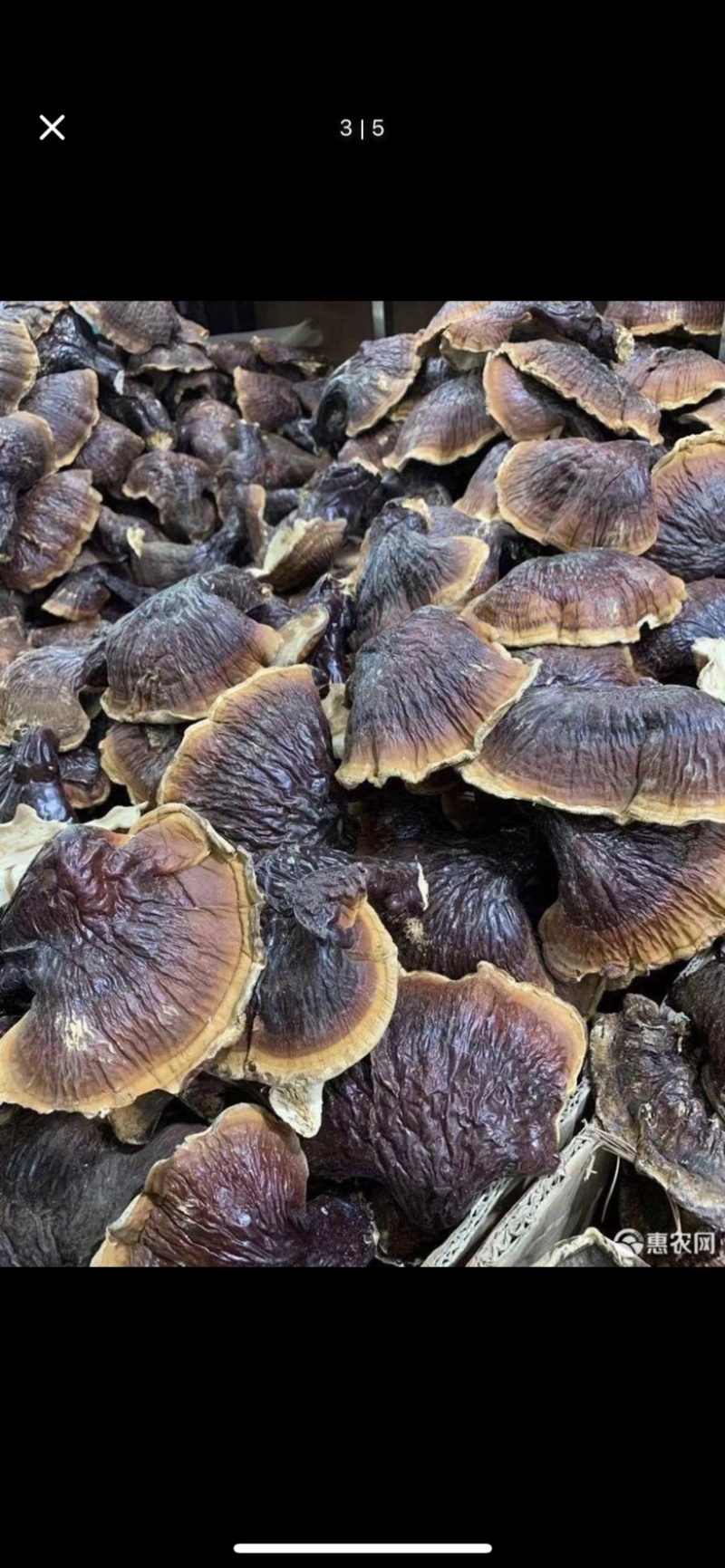 【灵芝】长白山松杉灵芝白心白肉一手货源稳定供货