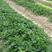 安徽淮南大叶红霞草莓苗大量有货，欢迎随时咨询实地考察
