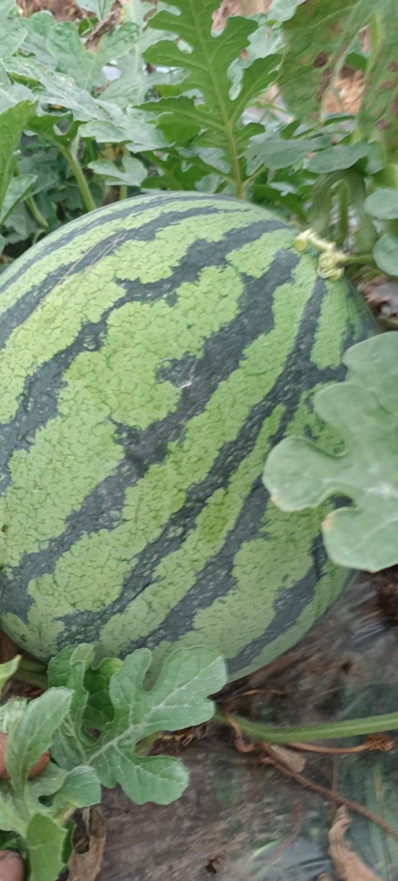 大棚西瓜大量上市