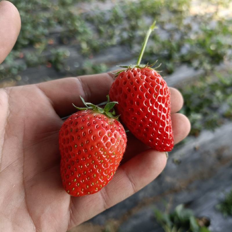 隋珠草莓苗品种特点，个头大香味浓亩产4000斤