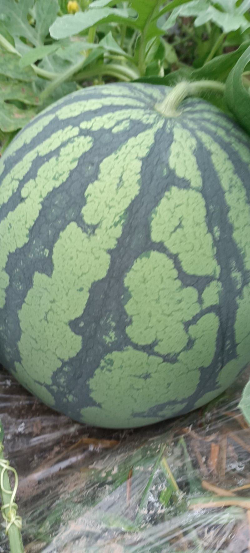 大棚西瓜大量上市中
