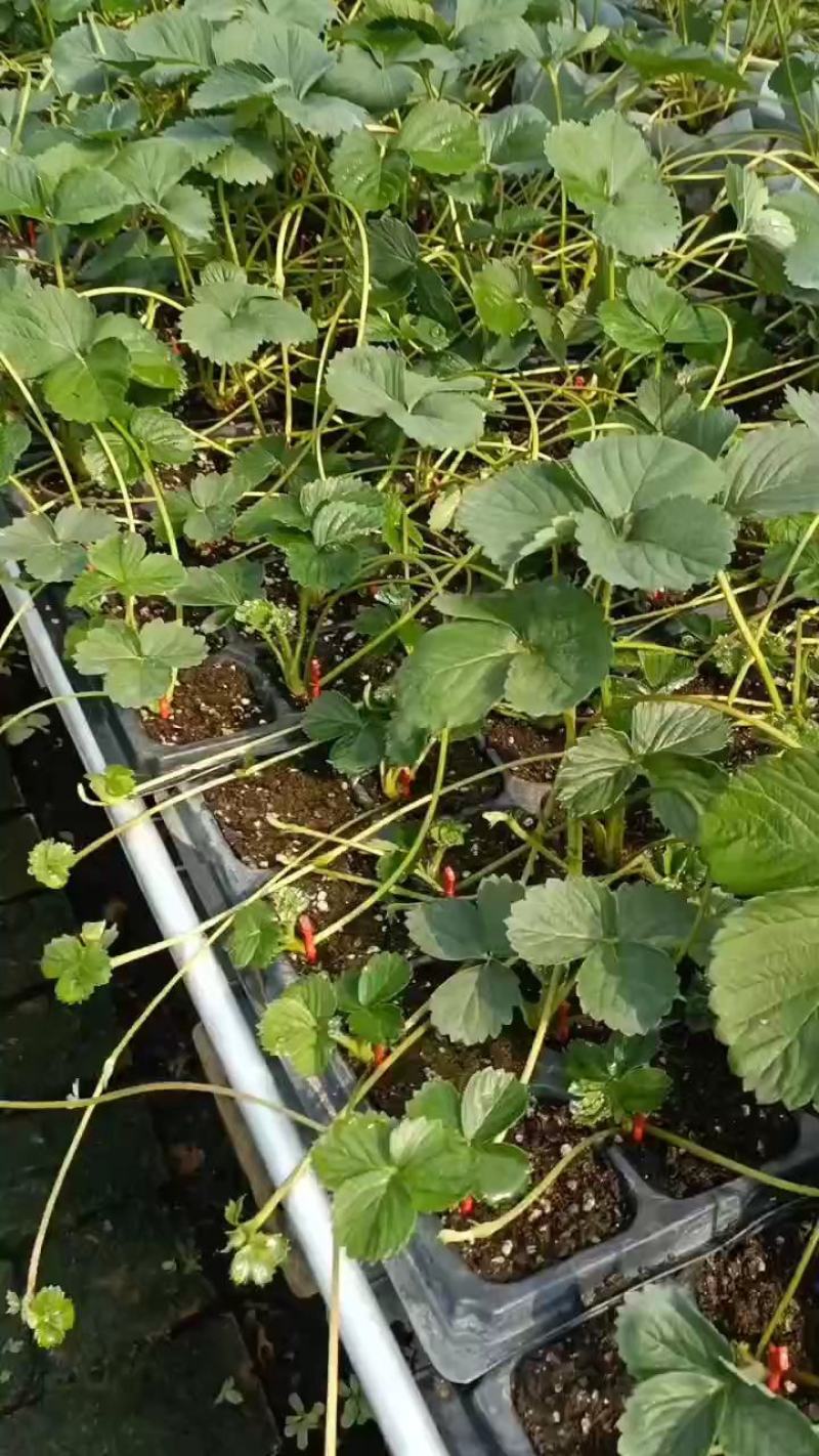 隋珠草莓苗品种特点，个头大香味浓亩产4000斤