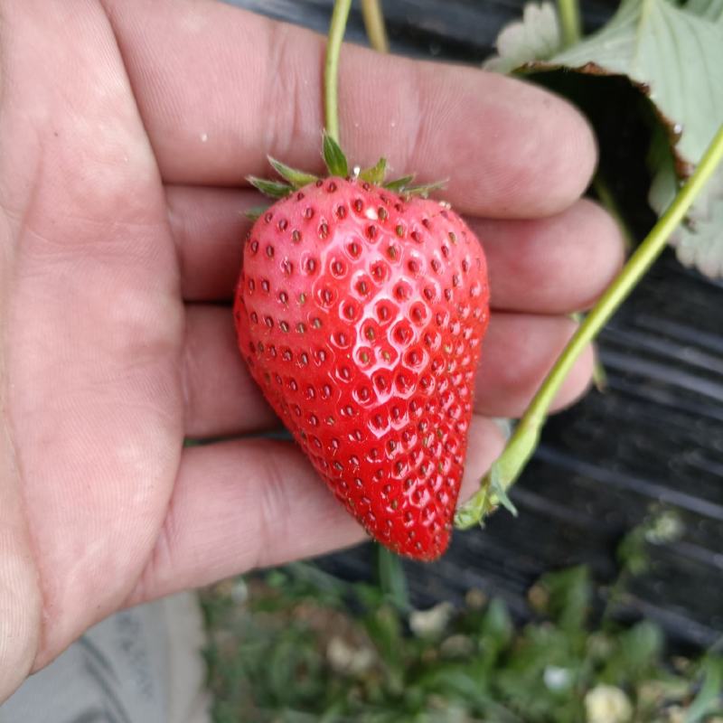 隋珠草莓苗品种特点，个头大香味浓亩产4000斤