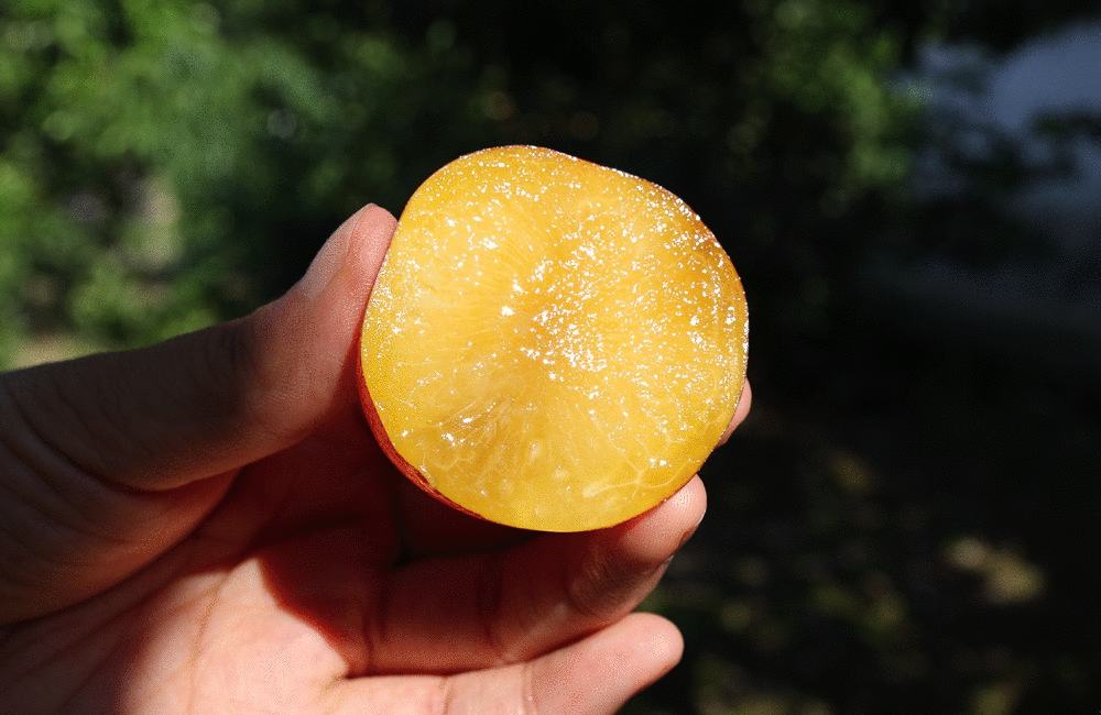 李子切片展示内部果肉结构