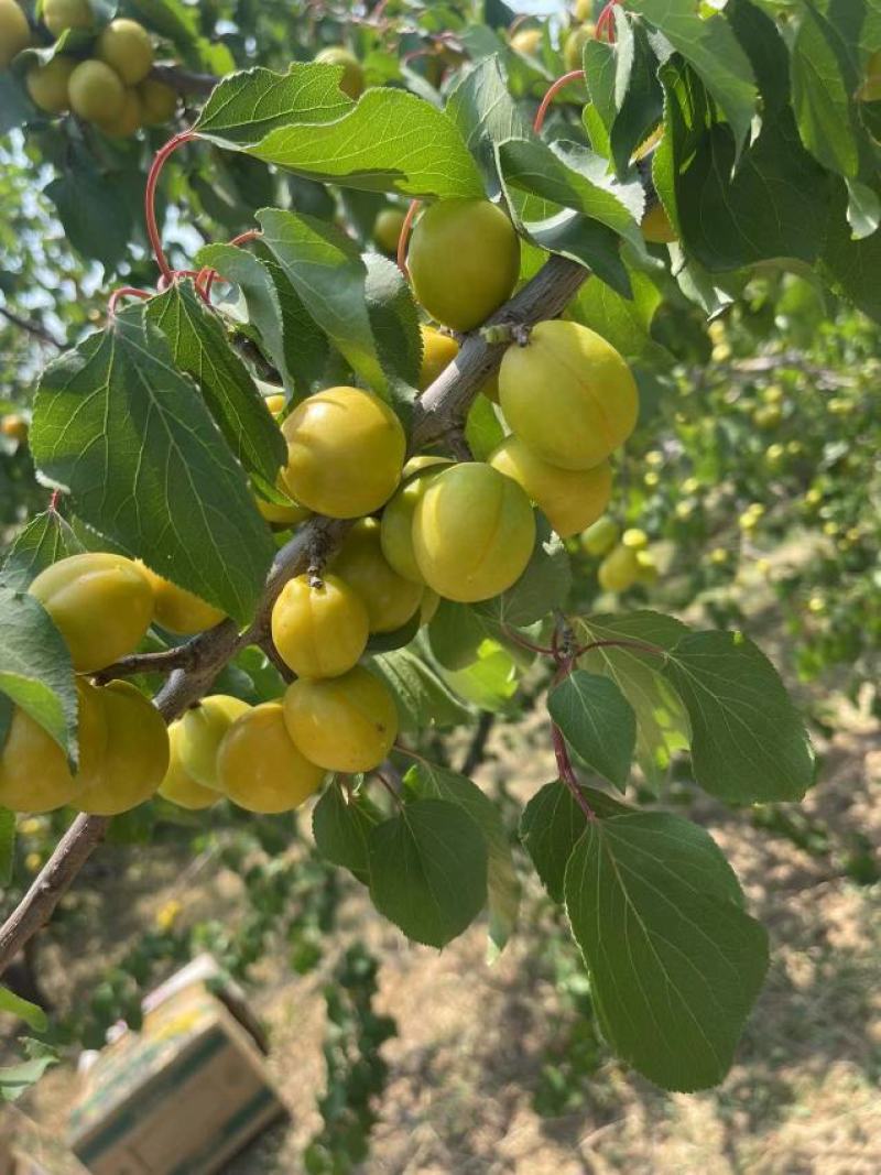 珍珠油杏，17到18个糖，真核甜核杏，皮毛嘎嘎亮，口感甜