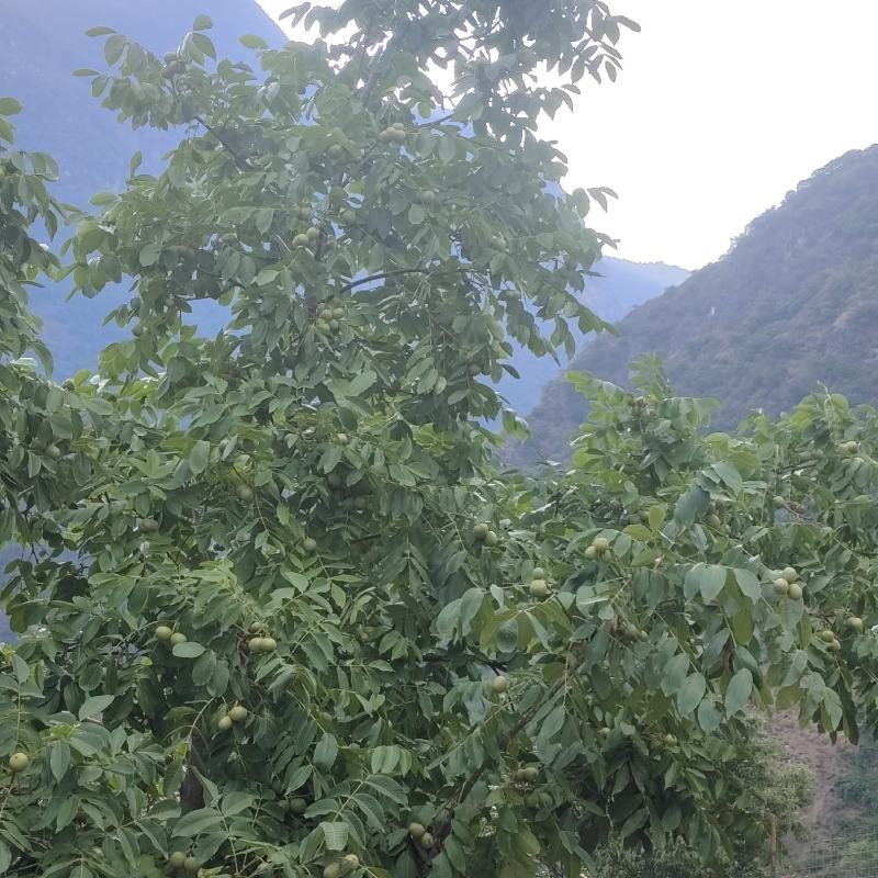 一手货源产地直销，新鲜去皮核桃即将上市喜欢的老板待请细聊