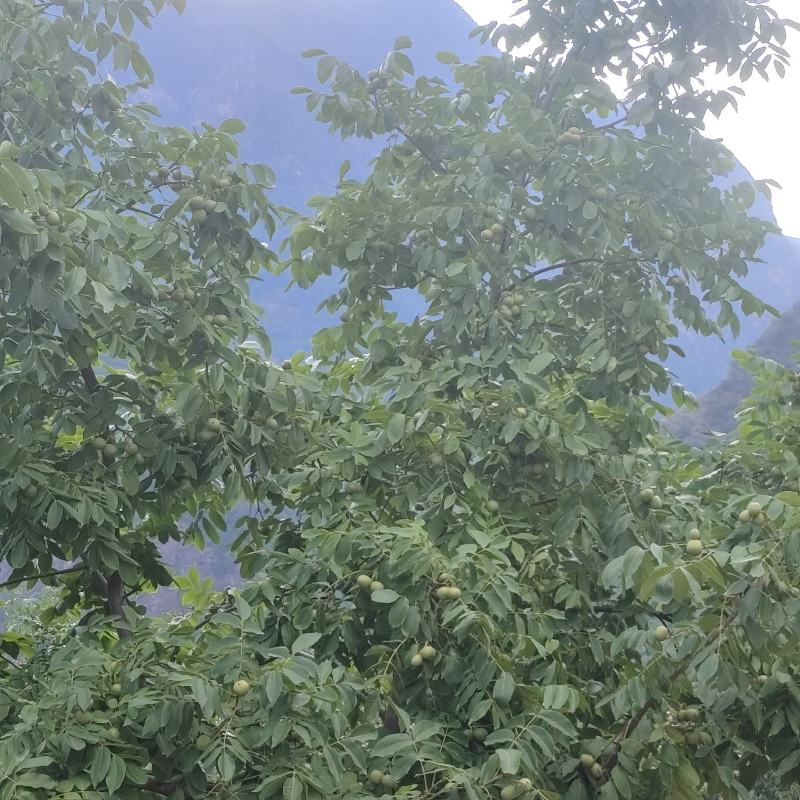 一手货源产地直销，新鲜去皮核桃即将上市喜欢的老板待请细聊