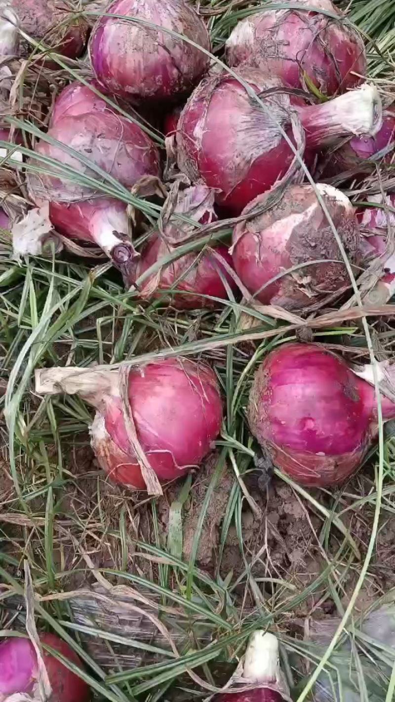 新洋葱《紫红皮》八零起步，扁型圆型都有