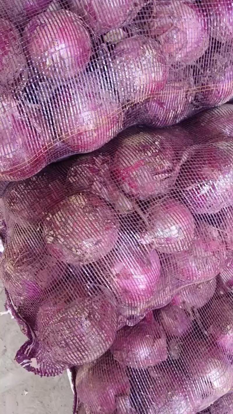 新洋葱《紫红皮》八零起步，扁型圆型都有