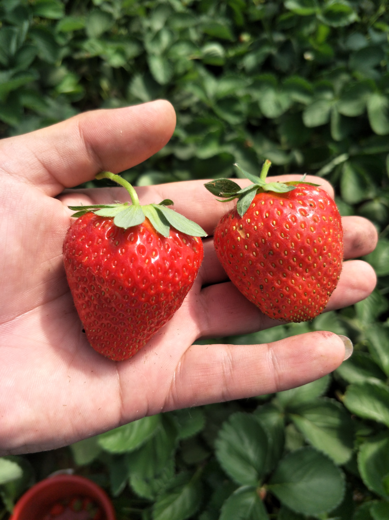 妙香七号草莓苗与妙香三号草莓苗品种对比，建岳草莓苗基地