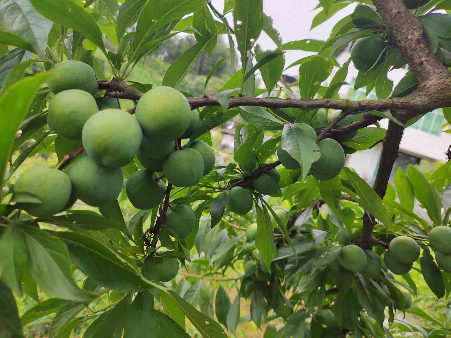 展示一颗颗饱满翠绿的青脆李子果实,背景为阳光下的果园 青脆李子果实特写
