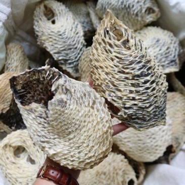 大中小号刺龟鱼皮足干，白净短刺，新鲜，口感很好