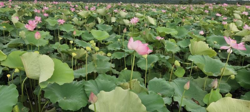 社区团长团购电商一件代发新鲜去心白莲，鲜白莲不是干白莲