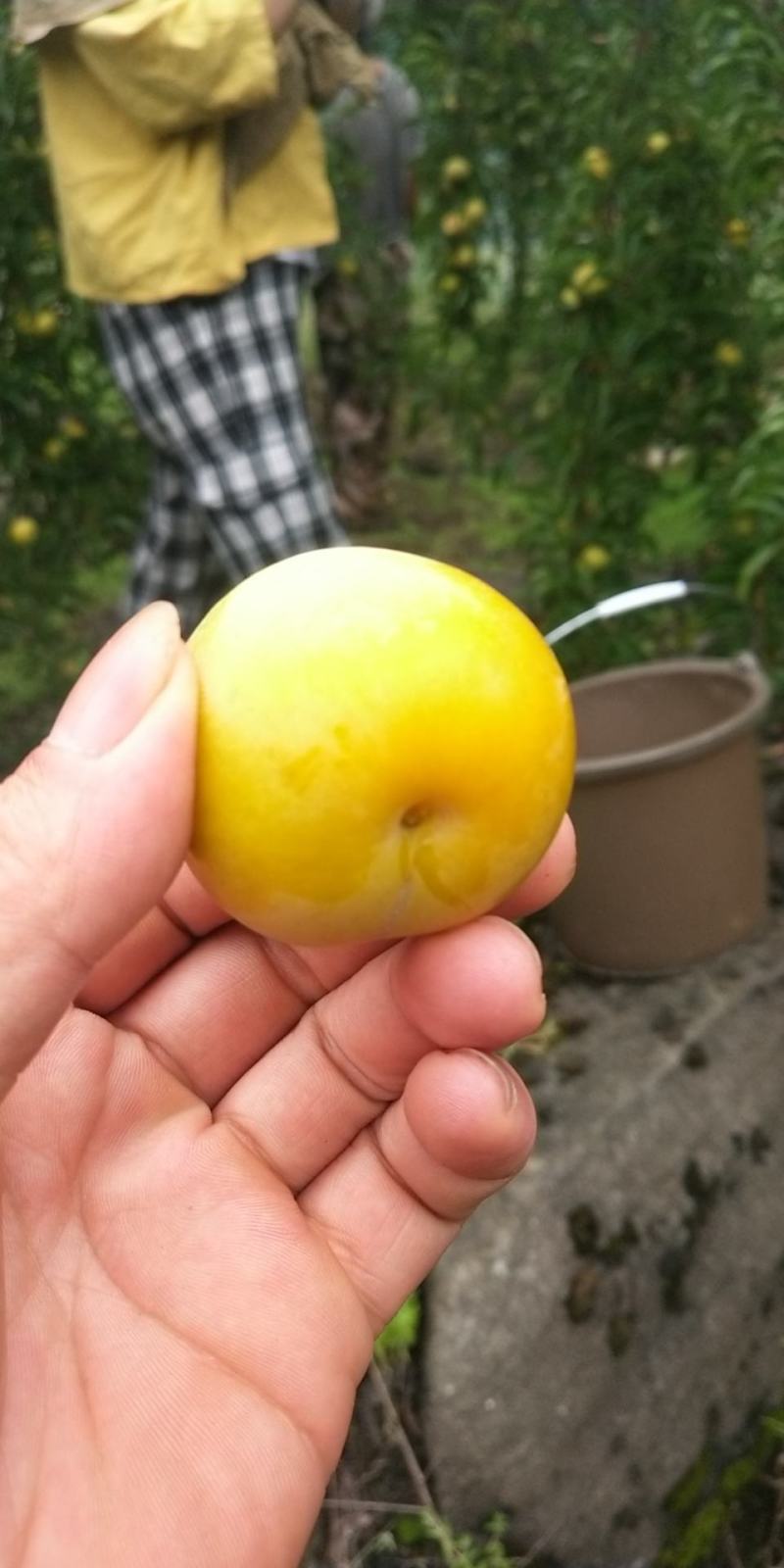 蜂糖李