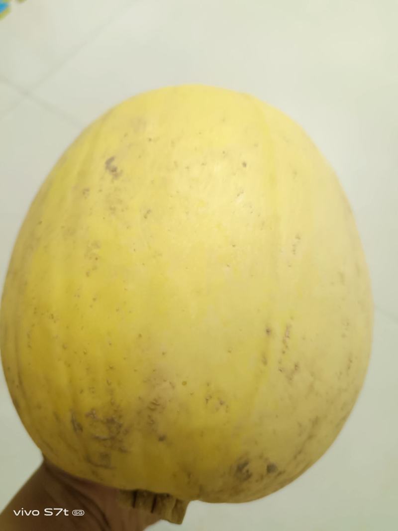 金丝绞瓜，质量好