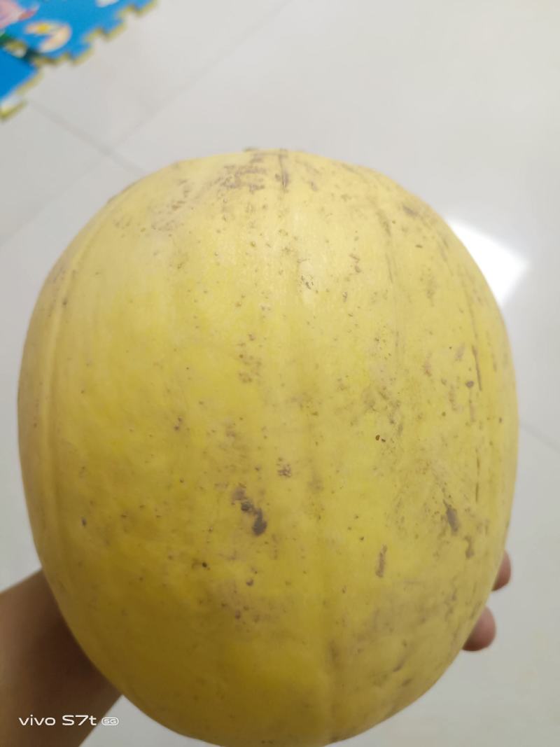 金丝绞瓜，质量好