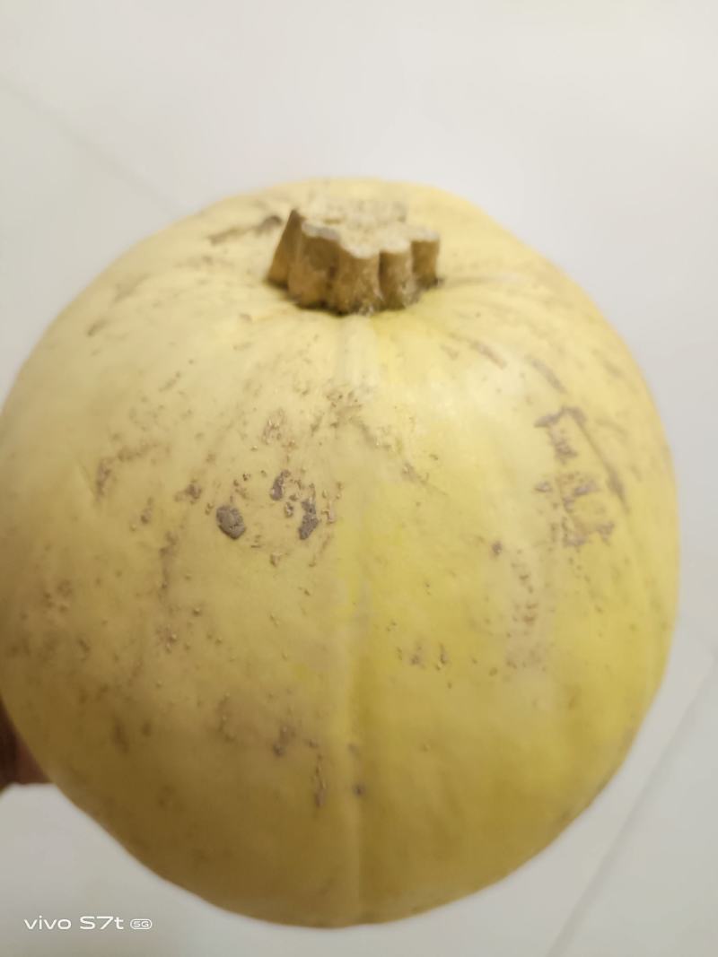 金丝绞瓜，质量好