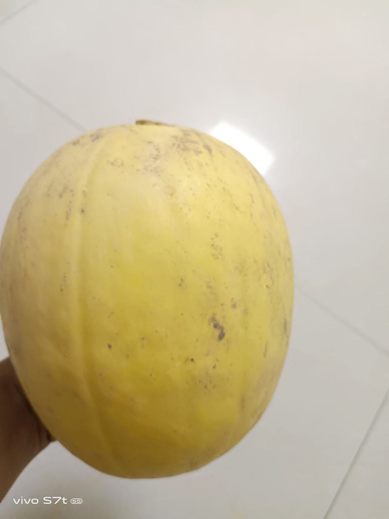 金丝绞瓜，质量好