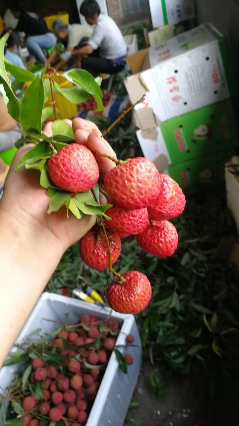 广东糯米糍荔枝糯米滋荔枝荔枝肉多核小果园现货供应