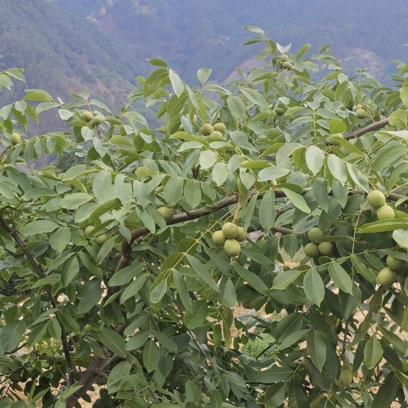 一手货源产地直销，新鲜去皮核桃即将上市喜欢的老板待请细聊