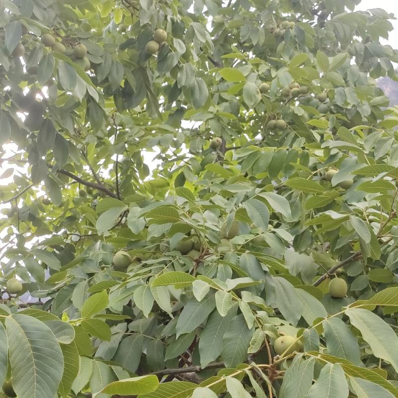 一手货源产地直销，新鲜去皮核桃即将上市喜欢的老板待请细聊