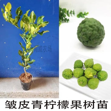 泰国进口皱皮柠檬苗粗皮柠檬丑柠檬果树苗正宗嫁接苗带土带叶