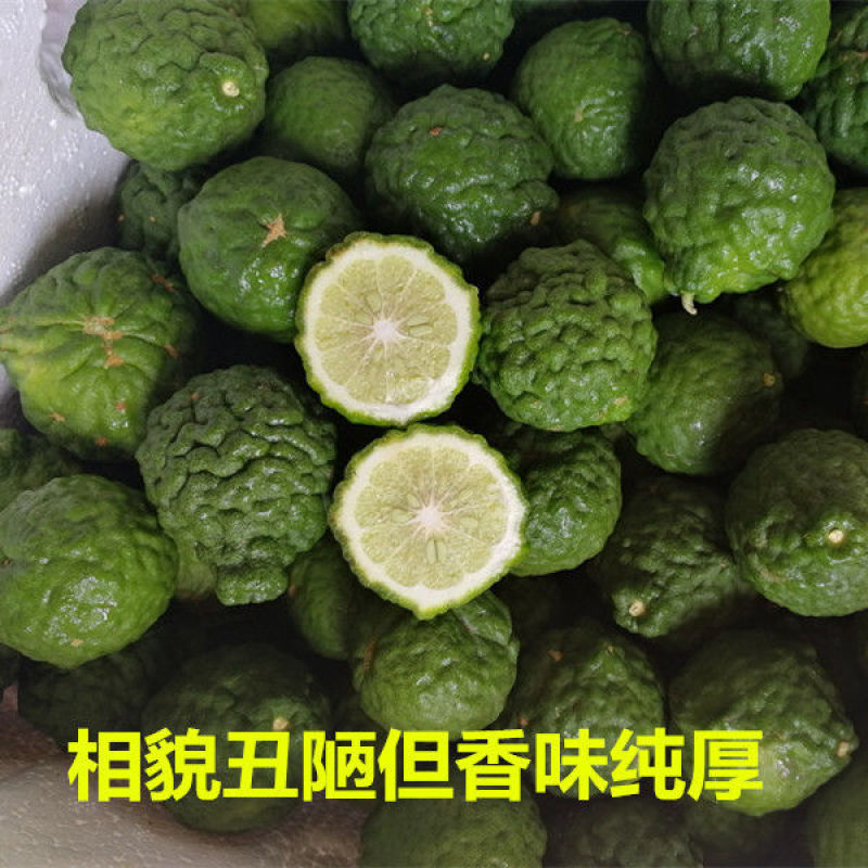 泰国进口皱皮柠檬苗粗皮柠檬丑柠檬果树苗正宗嫁接苗带土带叶