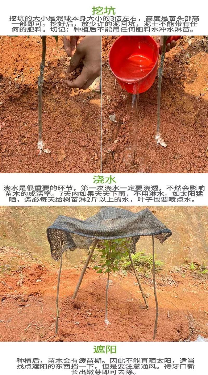 泰国进口皱皮柠檬苗粗皮柠檬丑柠檬果树苗正宗嫁接苗带土带叶