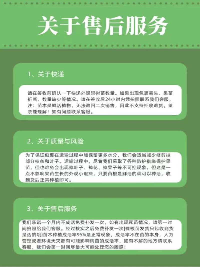 泰国进口皱皮柠檬苗粗皮柠檬丑柠檬果树苗正宗嫁接苗带土带叶