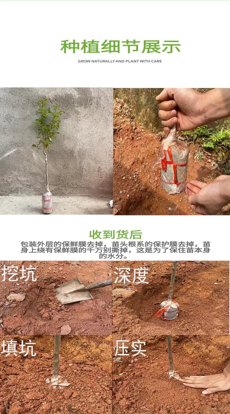 泰国进口皱皮柠檬苗粗皮柠檬丑柠檬果树苗正宗嫁接苗带土带叶