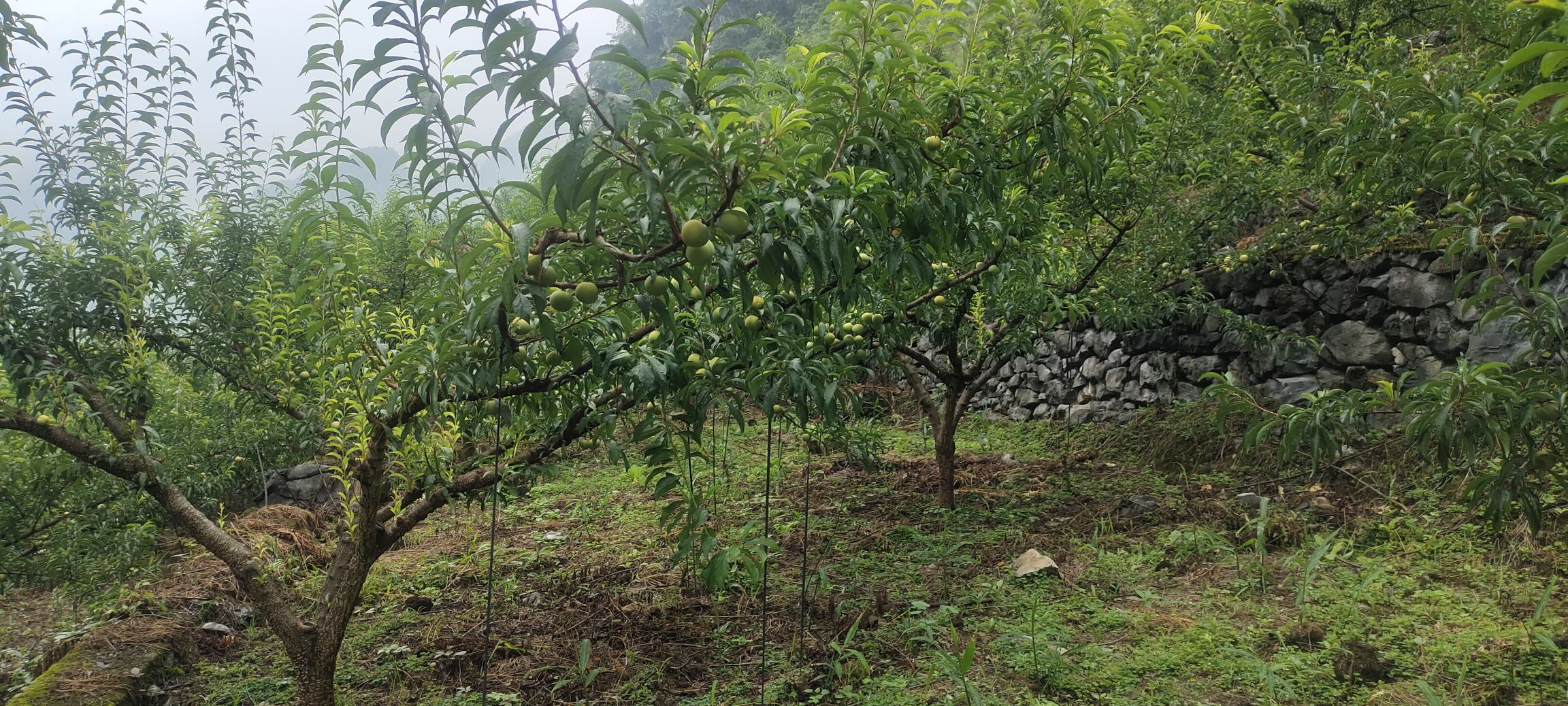 蜂糖李果园全景