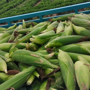 粘玉米大量
