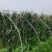 粘玉米大量