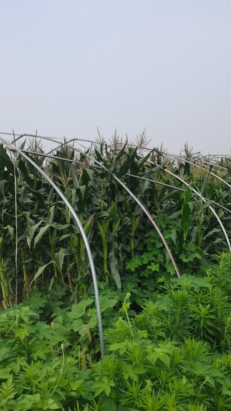 粘玉米大量