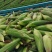 粘玉米大量