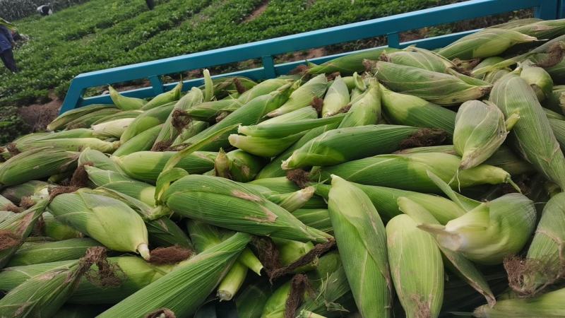 粘玉米大量