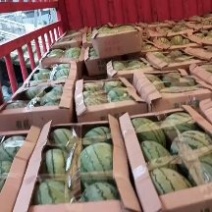 早春红玉