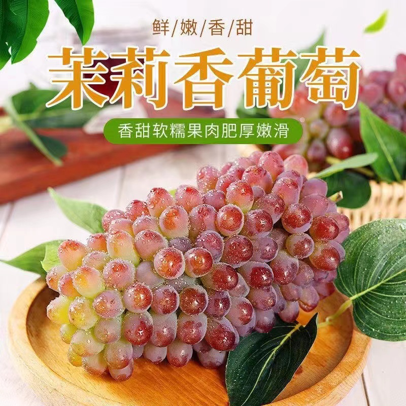 山东产地茉莉香葡萄大量上市货源充足价格便宜产地直供！