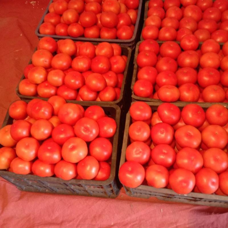 大红果西红柿大量上市，质量好，价格优，货源充足。
