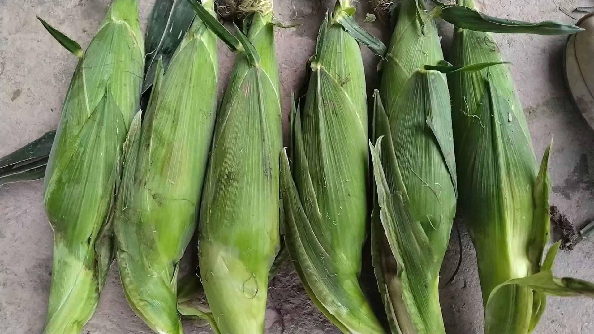 新鲜黄玉米与健康饮食主题插图