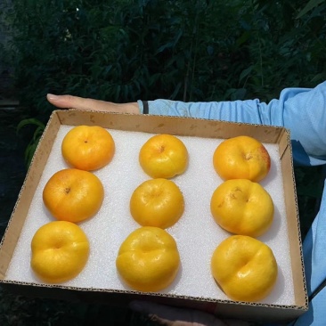 油蟠桃