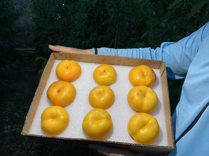 油蟠桃