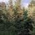 云杉—种植地货源2米3米4米5米规格齐全